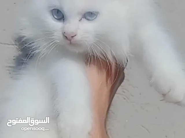 قطه انثى شيرازي العمر شهرين متعوده على لتر بوكس