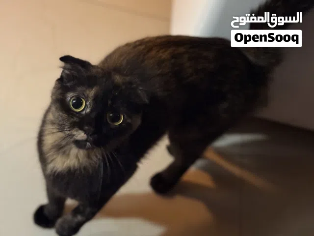 كراميل للتبني