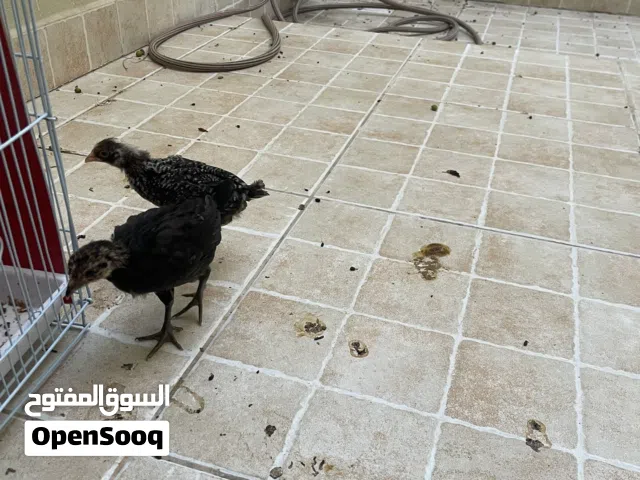 للبيع دجاجتين تربية منزل بصحة ممتازة