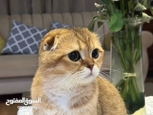 سكوتش تربل فولد قولدن ( اقل من سعر السوق )