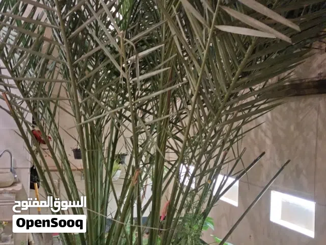 فسيل فرخ نخل برحي اصلي للبيع