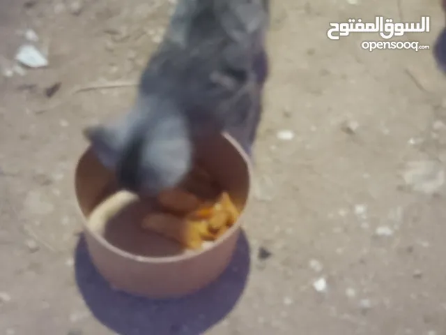 بسه شيرازي للبيع بسعر 60 اليفه و مطعمه