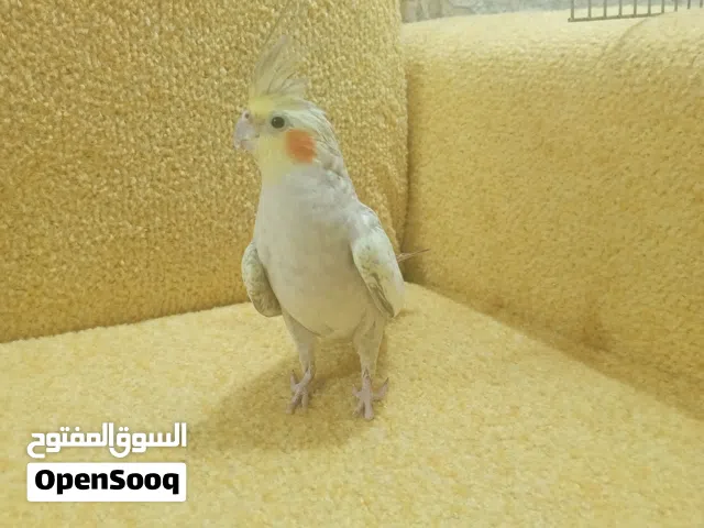عصافير بالصلاه عالنبي ايش نظيف وعل امانه اربع حبات حب جواز وجوز كوكتيل وجوز روز وحبه فشار كله جاهز