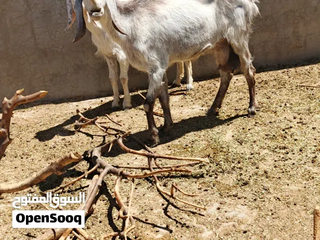 عنزين شاميات نخب حليب ما شاء الله