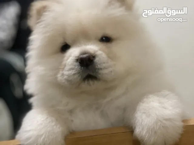 Mâle chow chow