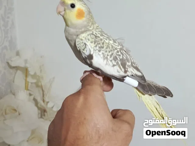 كوكتيل ايزابيل أليف ماشاء الله