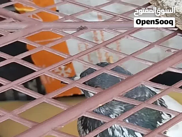 سلام عليكم ورحمة الله وبركاته للبيع حمام باكستانيه أنثى شوف الوصف مهم.