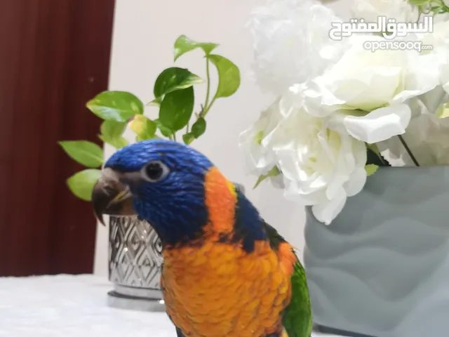 طيور لوري متعلم