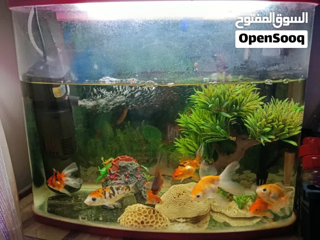 11 سمكه و الحوض و اكسسوارات الحوض