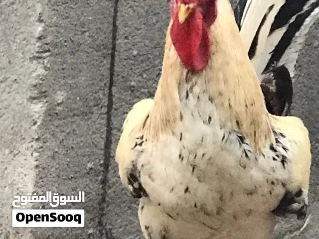 ديك كويتي للبيع