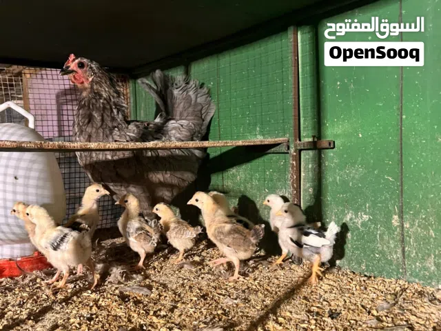 للبيع دجاجه مع فروخها تقريبا تسع او عشر عمرهم اكثر من اسبوع