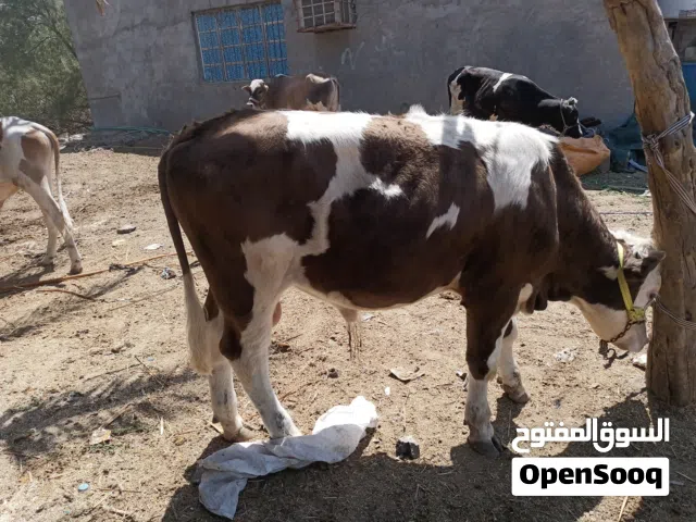 عجول عراقيه سمان شرط الصحه