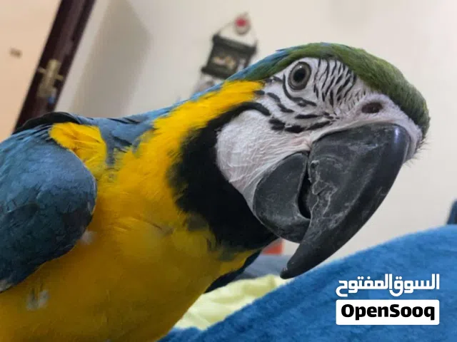 بغبغاء مكاو بلو اند قولد  عمره سنه اليف جدا ومتكلم  طيران داخلي والان يتدرب عالخارجي ,