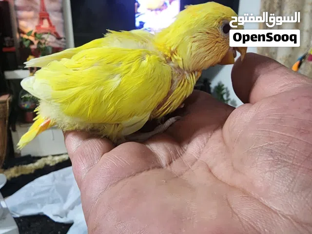 فروخ لوفبيرد عس الوان جميلة اوبلان
