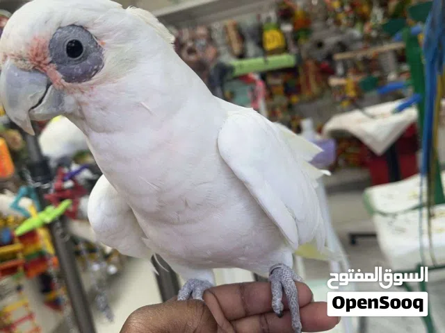 Beautiful Bare Eyed Cockatoo Parrots Available in UAE