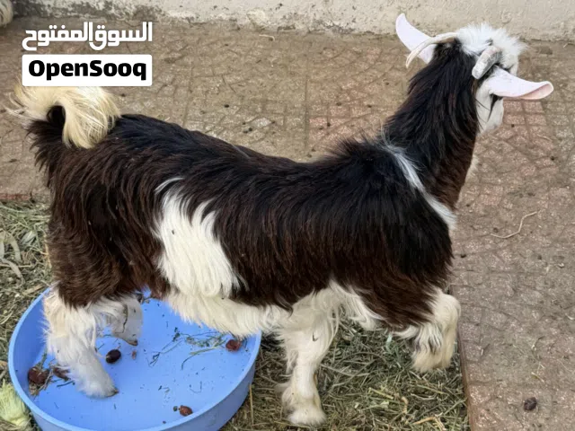 جدي عماني للبيع