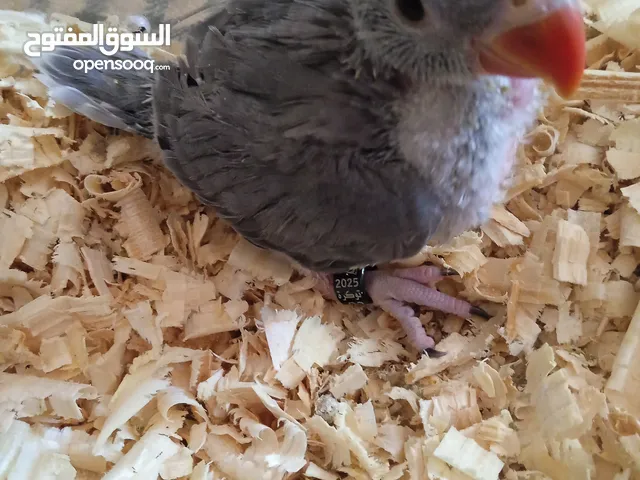أنتج ببغاء دره لون رصاصي