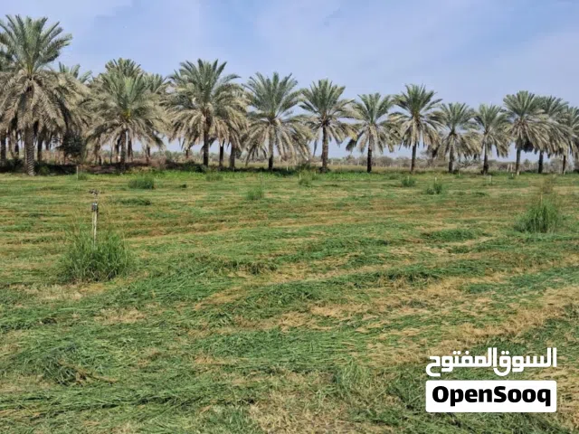 Farm Land for Sale in Al Batinah Al Masnaah