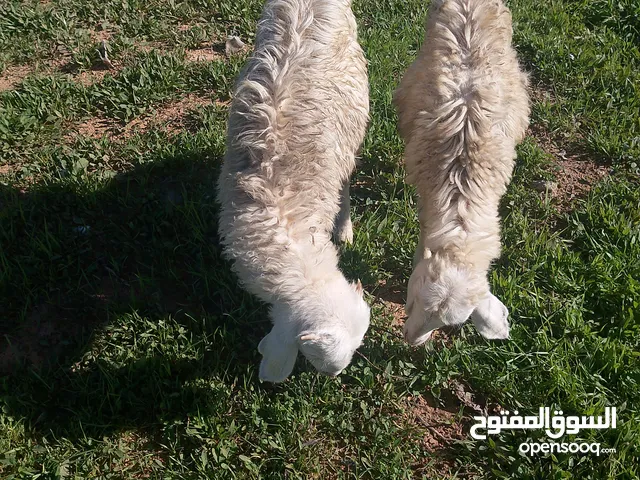 خروف وفطيمه للبيع