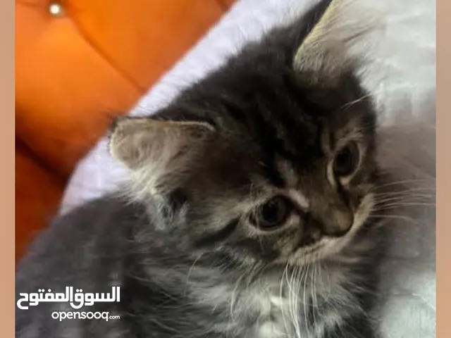 الأم مع 3 كتن عمرهم 3 اشهر