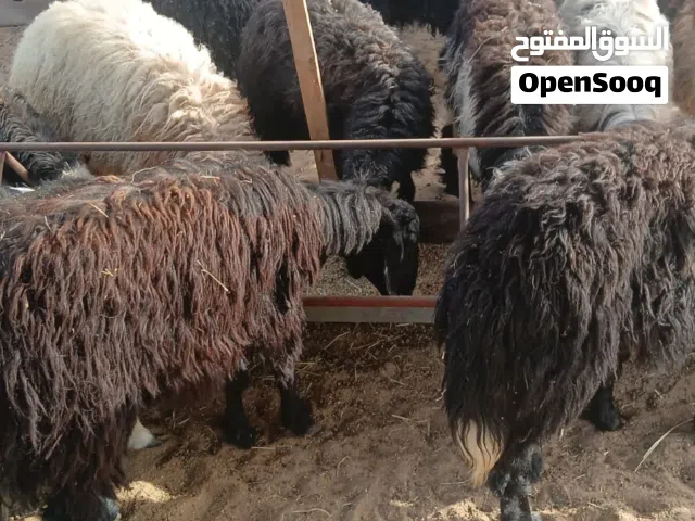 يوجد لدينا حلال نعيمي ونجدي
