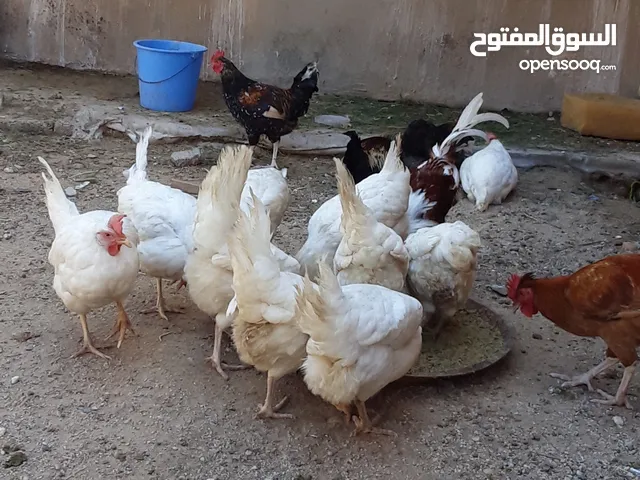 دجاج تونسي للبيع حاجة نضيفة 20 طرف