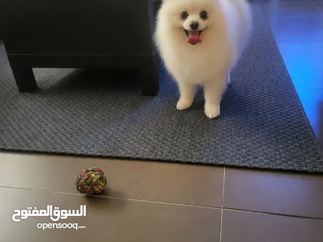 Beautiful Purebred White Pomeranian Looking for a Forever Home