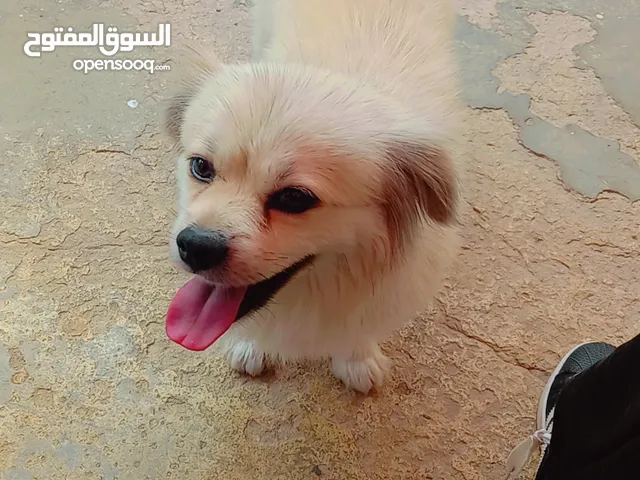 كلب شكواوه للبيع 80 مع المراعه 75