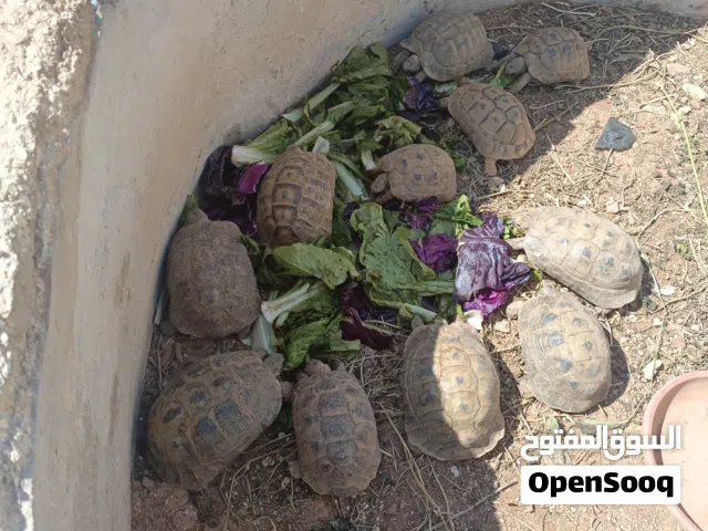 يوجد توصيل داخل الزرقاء 3دنانير خارج الزرقا 5د سعر الحبه 5 دنانير في حاله غلا لحقو حالكو