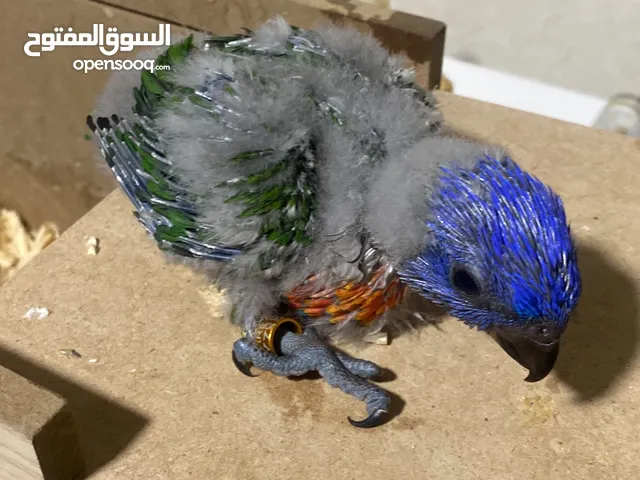 ببغاء لوري فرخ لون مميز جدا جدا صحة ممتازة ضخم دبل جامبو