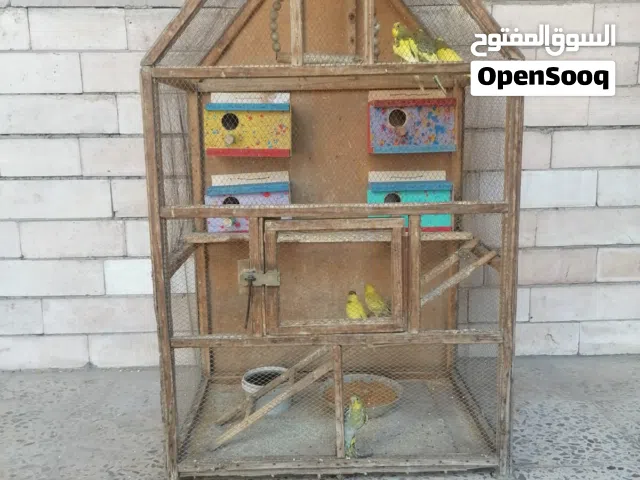 طيور حب للبيع