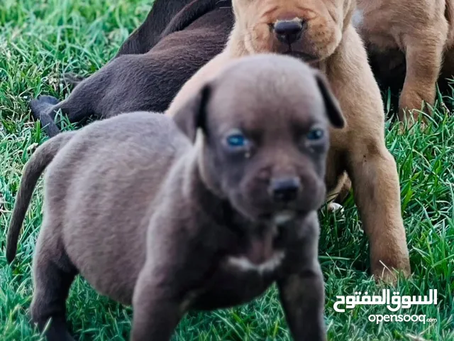 جراوي بيتبول للبيع ربي يبارك أقرا الوصف