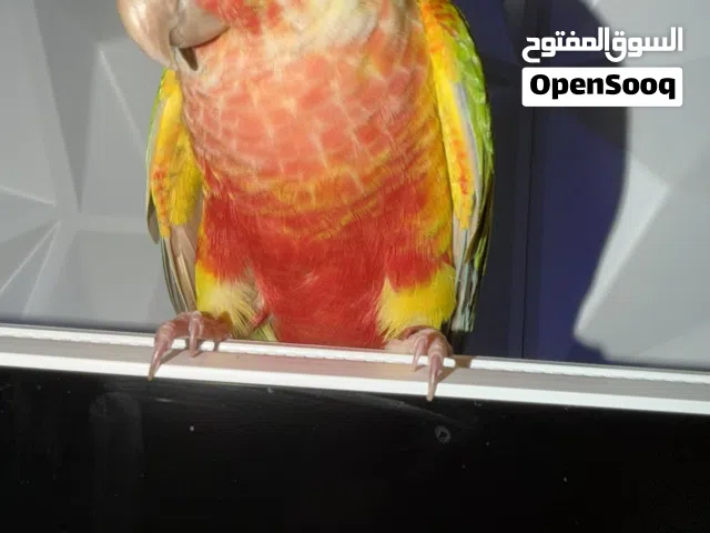كنيور بينابل اليف جدا جدا جدا مافي اي عظ اقرأ الوصف