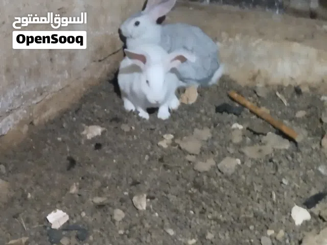 متاح ارانب ذكوره للبيع