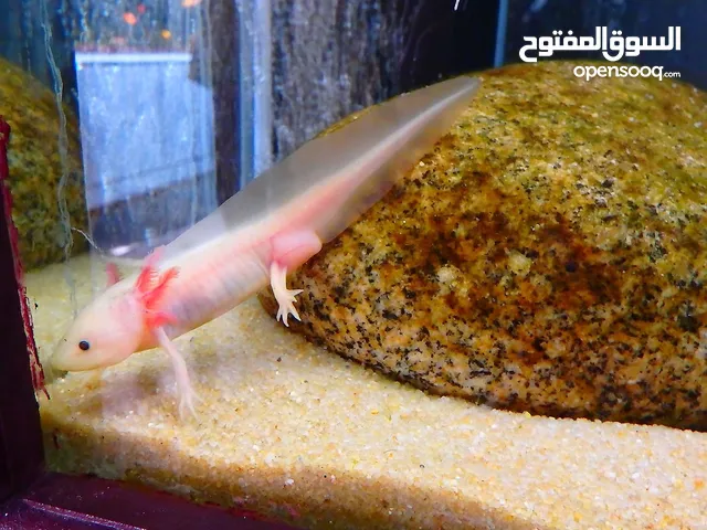 مطلوب سلمندر للبيع Axolotl wanted for sale
