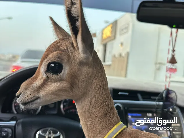 غزال ديماني (انثى)