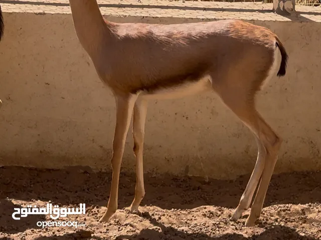 أنثى الديماني