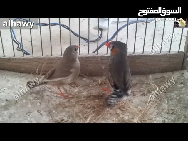متاح جوز فنقز  مع قفص  اربد شارع ثلاثين