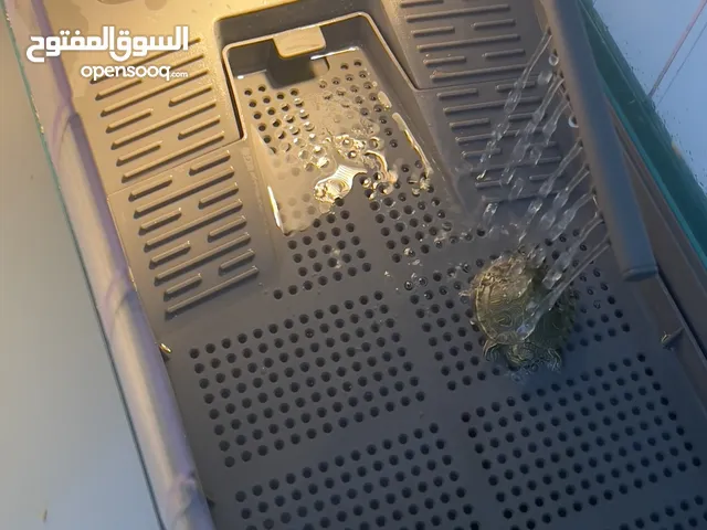 سلاحف برازيلية مع حوض خاص