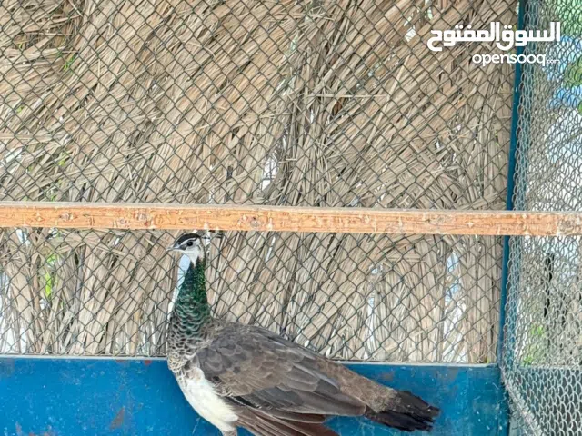 طاووس للبيع