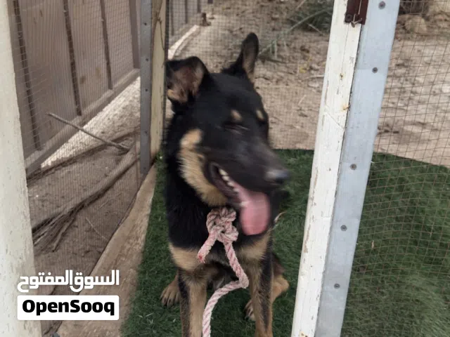 كلب للبيع جيرمن لونج هير