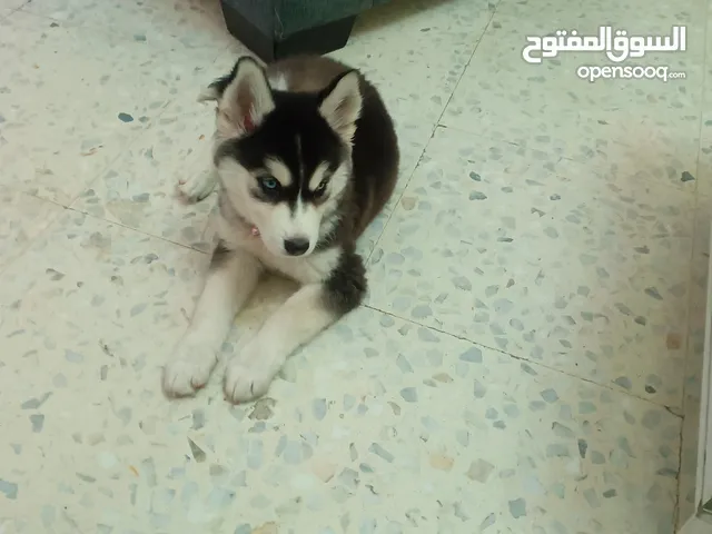 كلب هاسكي للبيع