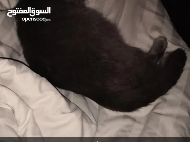 قطة مع أطفالها ( سكوتش فولد )