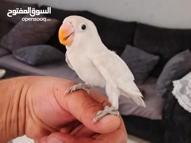 أليف جدا جدا بجنن لون ابيض