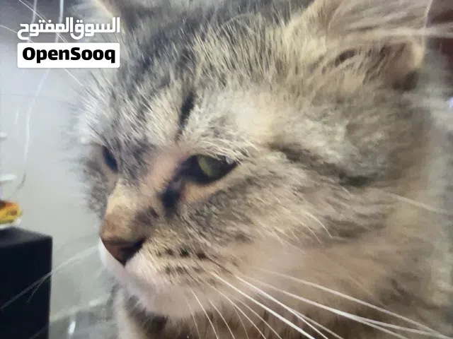 قطه شيرازي للتبني بسعر رمزي