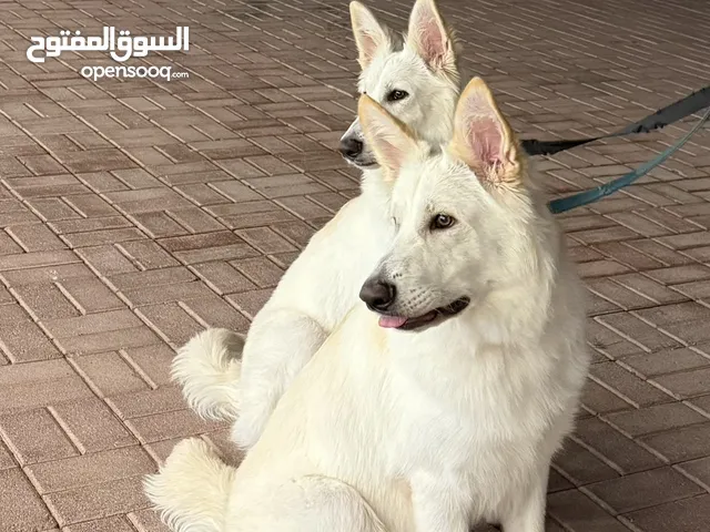 White swiss shepherd