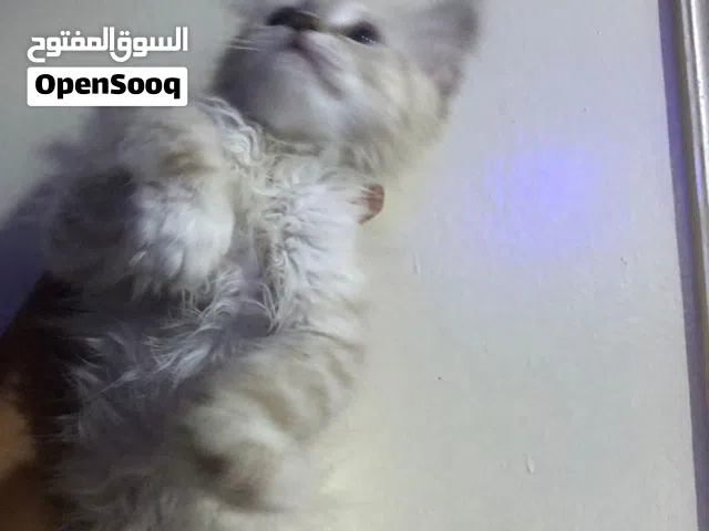 قطه بنت للبيع