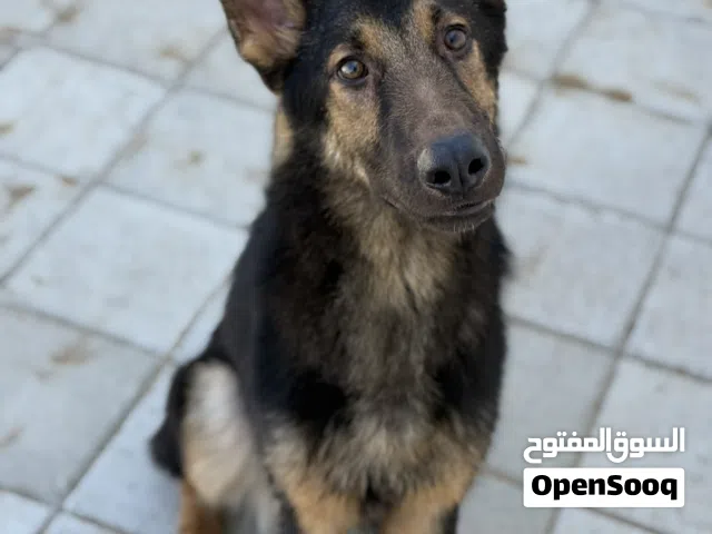 German Shepherd Male & Female Puppy available – Vaccinated – Ready for New Home - Healthy