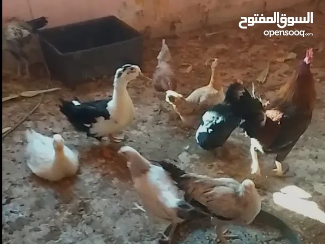 6 جاجات و ديك جاج بياض للبيع سعر جاجه سته ونص و ديك خمسه احكي معي عبر الواتساب