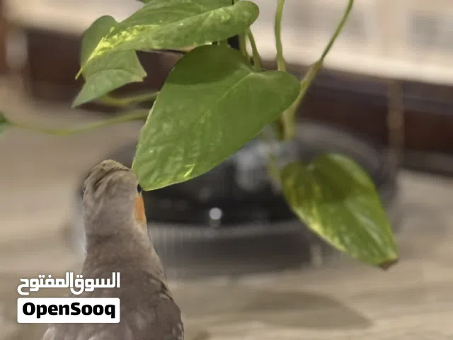 فروخ كروان عمر شهرين ونص